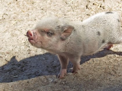 347,5 тысячи тонн комбикорма для свиней произвели в Смоленской области