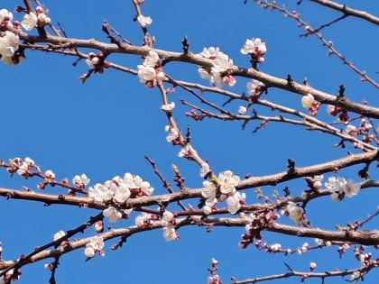 Синоптики «Фобоса» рассказали о положительной погодной аномалии в Смоленске