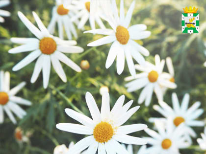 Уважаемые жители Смоленского района!