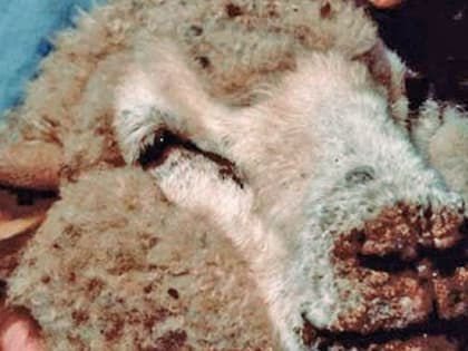 Памятка населению Оспа – особо опасная болезнь овец и коз