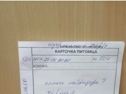 В Смоленске пёс из приюта дважды стал донором