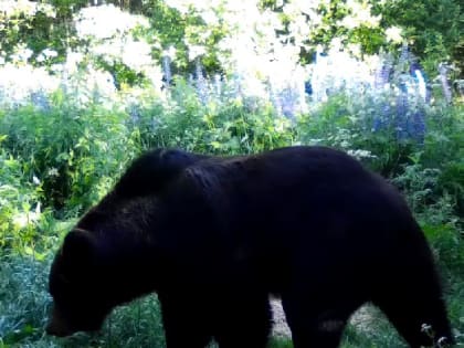 В заповеднике фотоловушка запечатлела косолапого (видео)