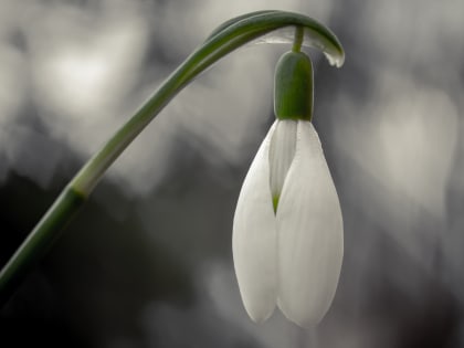 16 апреля в Смоленской области местами пройдет небольшой дождь