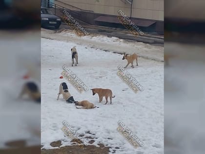 На улице Лавочкина агрессивные собаки наводят шум (фото)