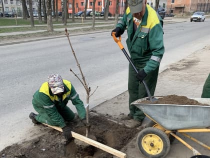 Смоленск присоединился к акции «Сад памяти»