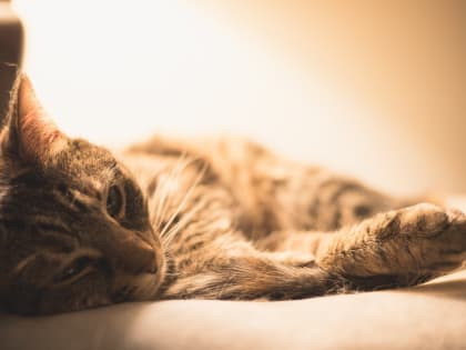 2 июня на Смоленщине воздух прогреется до +29°С