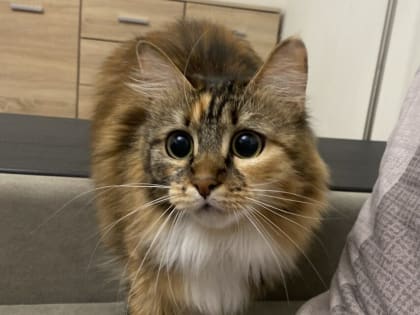 Nestle повышает цены на корма для кошек и собак