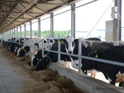 В Смоленской области сельхозорганизации и фермеры увеличивают производства молока