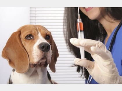 Со следующей недели в Смоленске начинается вакцинация домашних животных