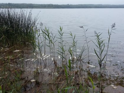 Алексей Островский взял на контроль ситуацию с мором рыбы под Смоленском