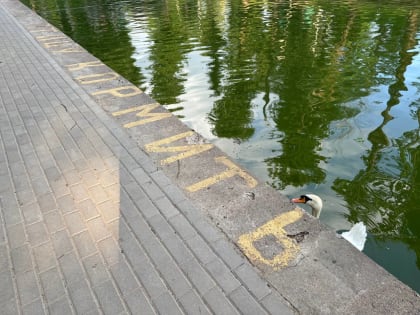 Пропажа лебедей в Смоленске вызывает общественное беспокойство