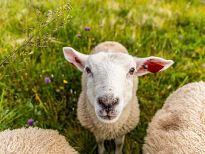 Фермерам из Смоленской области выделили дополнительные 500 тонн удобрений