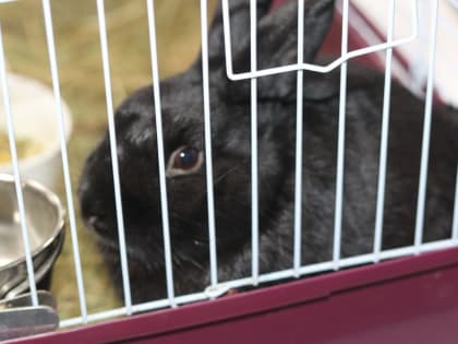 Познавательный практикум «Кролик – животное 2023 года»