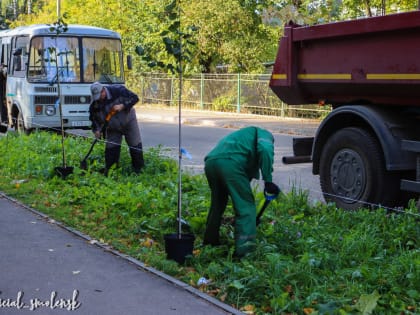 В Смоленске продолжается озеленение