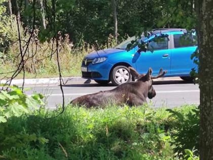 Сколько стоит сбитый лось?