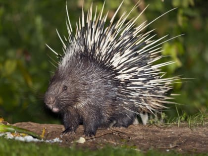 В зоопарке Смоленска появился новый обитатель