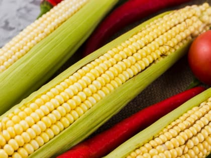 Советы по сбору урожая: как не ошибиться в сроках и методах