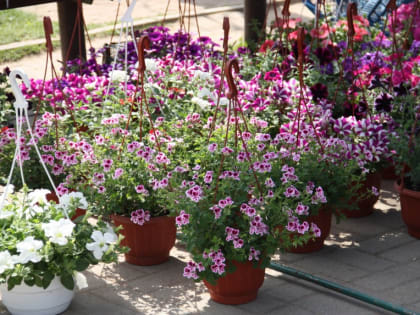 Смолян приглашают на  выставку- ярмарку 