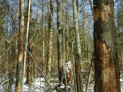 Подведены итоги государственного лесопатологического мониторинга
