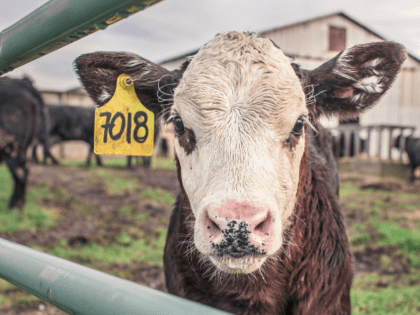 За полгода в сельское хозяйство Смоленской области инвестировали 1,8 миллиарда рублей