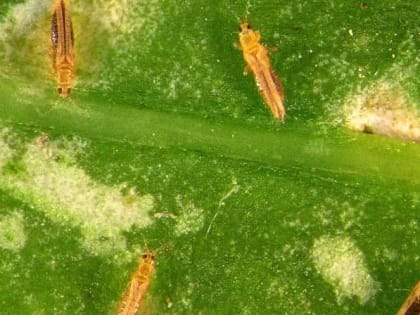 В Смоленском районе установлен карантин по западному цветочному трипсу