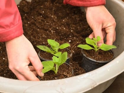 Смоляне смогут получить до 700 000 рублей для запуска своего дела