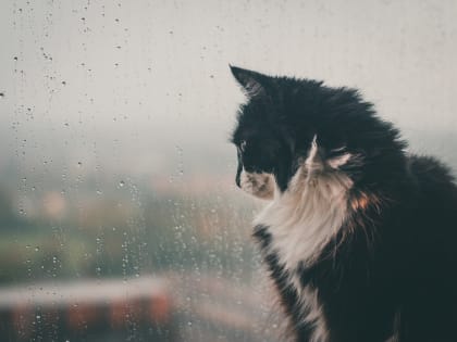 Какая погода ждёт смолян 8 января