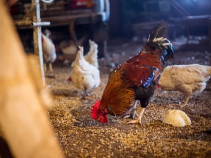 Подорожание откладывается, но не отменяется. Что будет с ценами на продовольствие в Смоленской области
