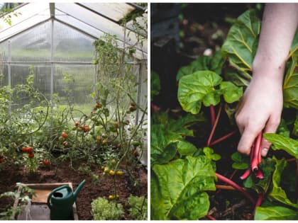 Как подготовить грунт для будущего урожая