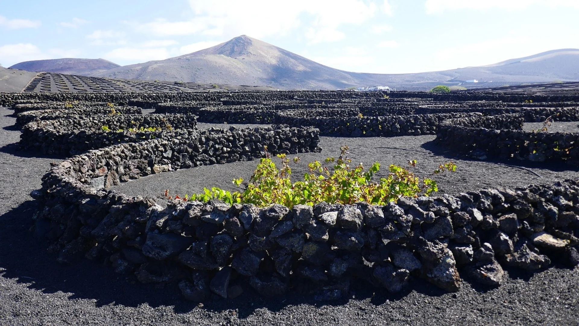 Canary Islands Wine Tour: All Aboard The Grape Escape - Small group wine tour in The Canary Islands with Tipple Tours