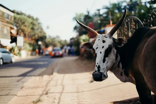Tours in India