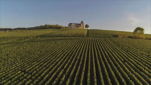 How Not To Tour French Wine Country: A Guide Featuring Gout, Missing Contact Lenses and Angry Winemakers - Tipple Tours blog