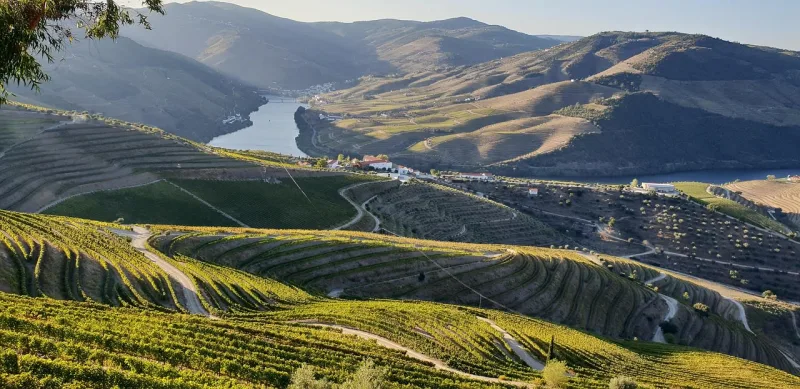 Porto & Douro Mystery Wine & Port Tour - Portugal wine tour