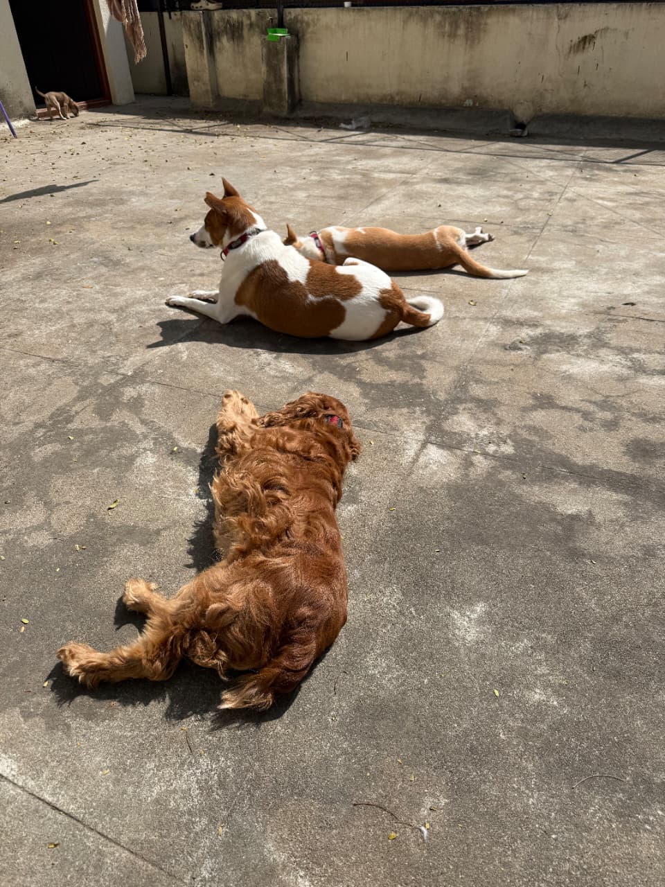 Walking & Day Care