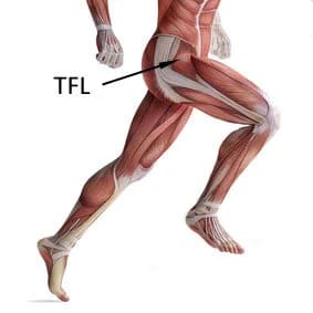Anatomy of the tensor fasciae latae muscle, running from the anterior superior iliac spine into the iliotibial band