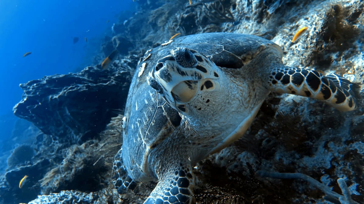 Scuba diving underwater scene in Mauritius