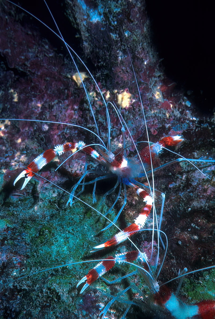 Banded cleaner shrimp
