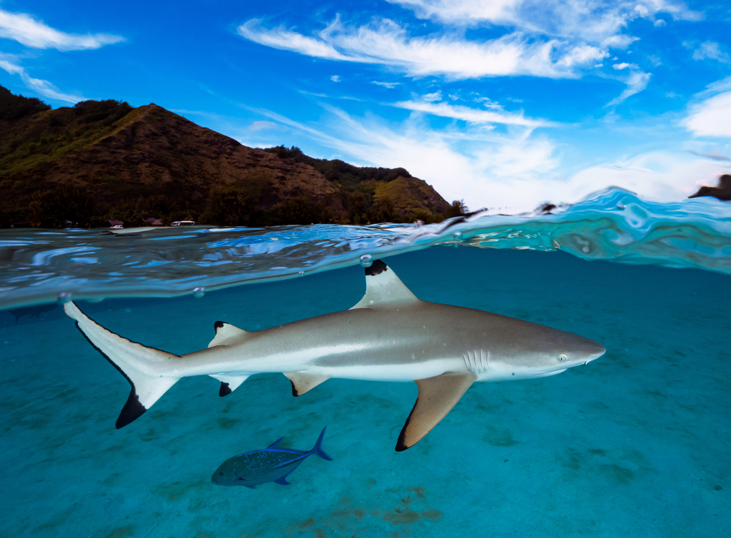 Blacktip reef shark