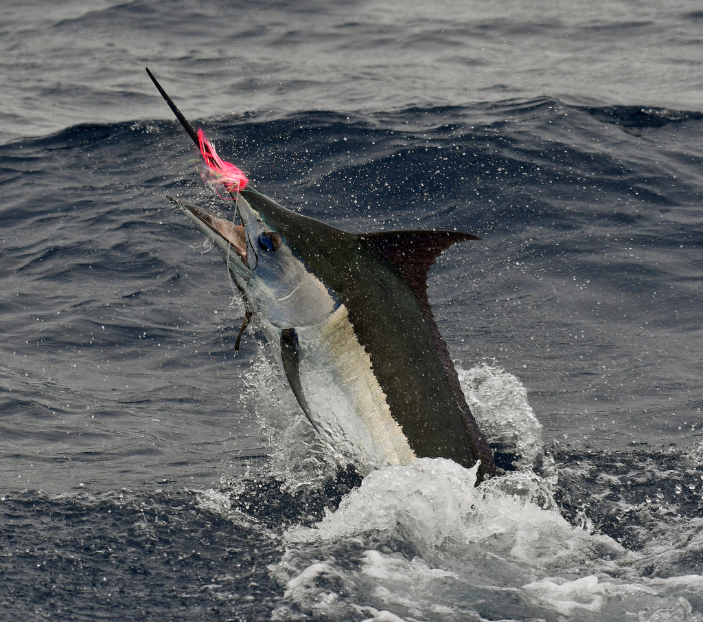Blue marlin