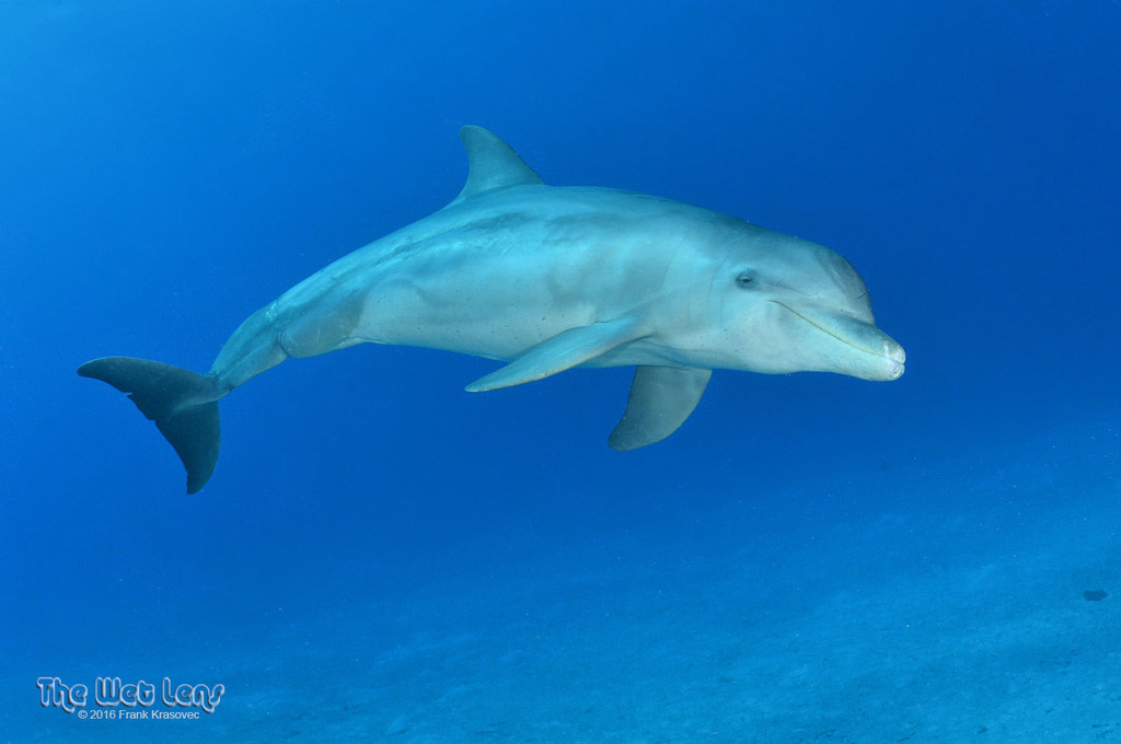 Bottlenose dolphin