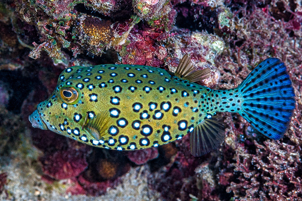 Boxfish (yellow)