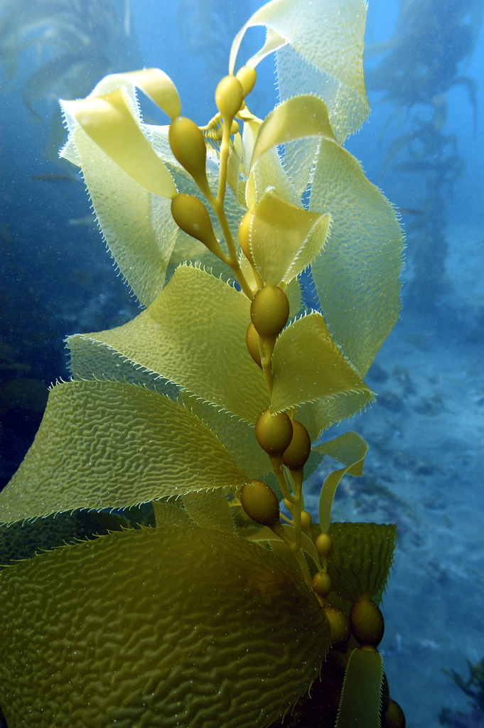 Damselfish