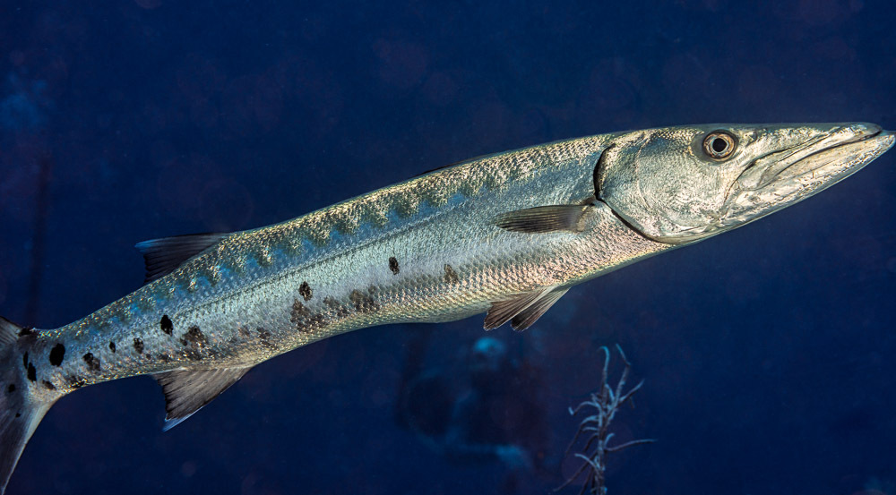 Giant barracuda