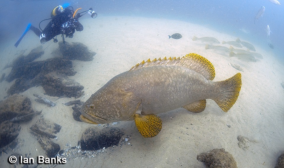 Giant grouper