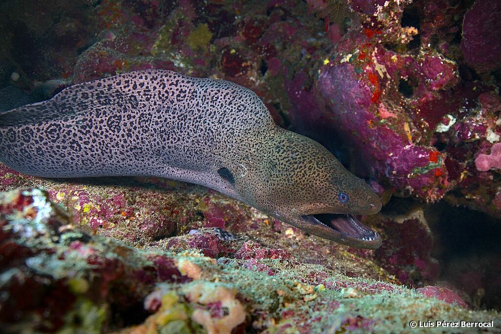Giant moray eel