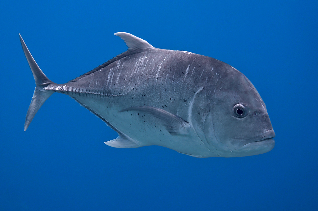 Giant trevally
