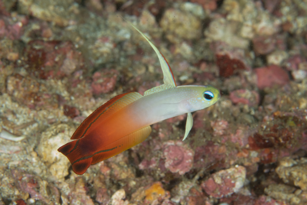 Goby (fire)