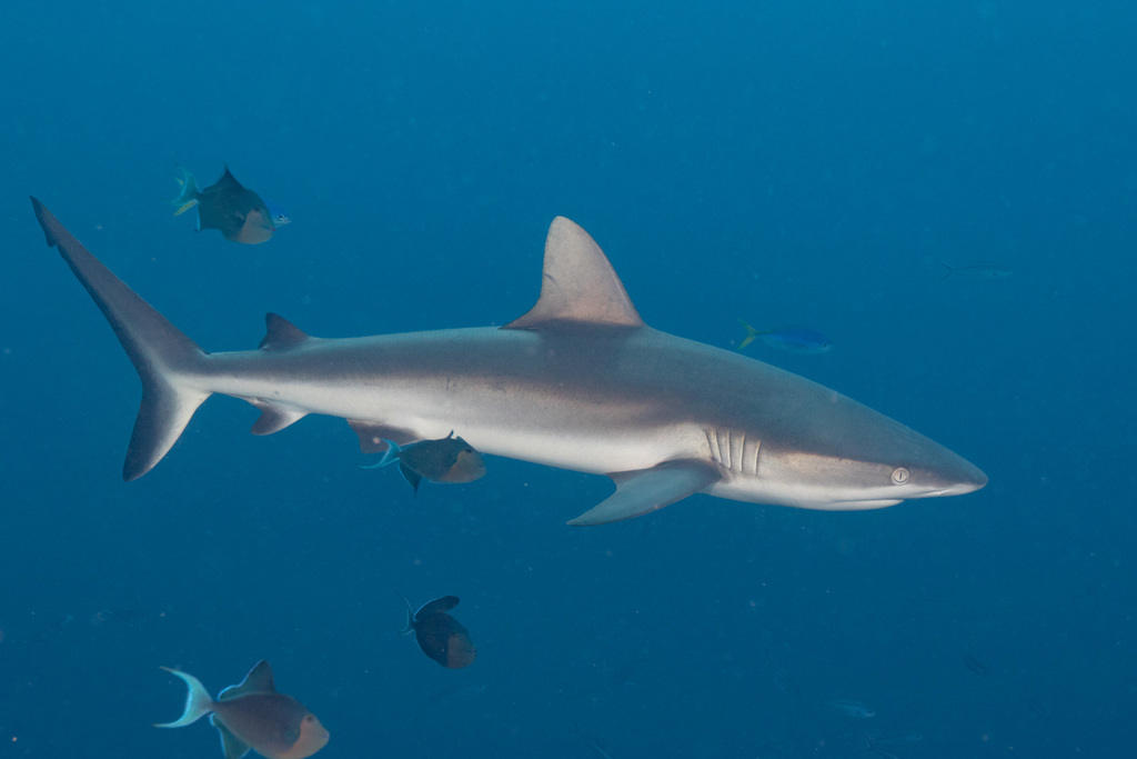 Grey reef shark