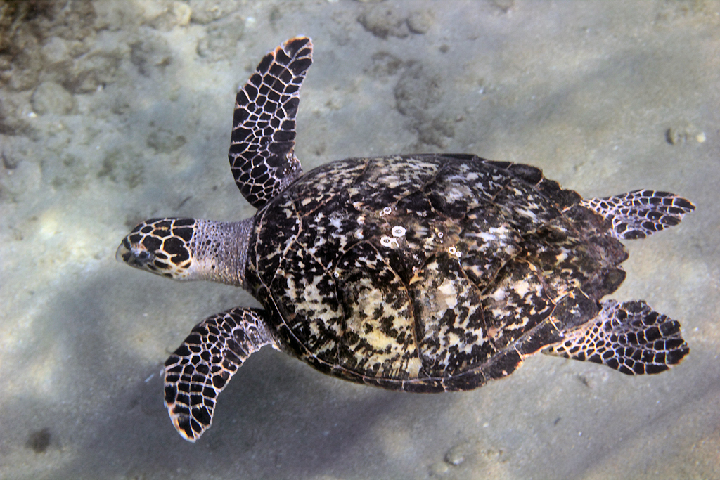 Hawksbill turtle