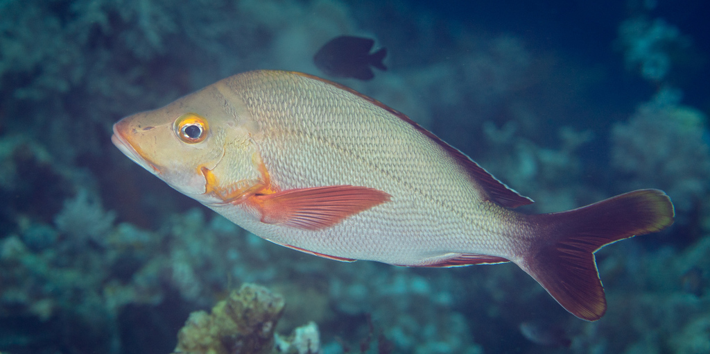 Humpback red snapper